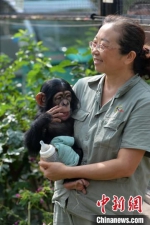 小黑猩猩和它的饲养员“妈妈” 田明 摄 - 中国新闻社河北分社