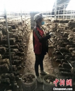 朱善芝正在蕴香园食用菌产业园采摘香菇 张桂芹 摄 - 中国新闻社河北分社