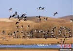 河北坝上闪电河国家湿地公园鸟类众多。　梁志刚 摄 - 中国新闻社河北分社