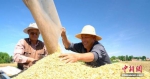 资料图：农民进行小麦脱粒。 宗瑛 摄 - 中国新闻社河北分社