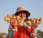 村民展示刚挖出的优质生姜。 杨淑花 摄 - 中国新闻社河北分社