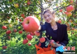 游客在苹果产业园内采摘苹果。　宿雅男 摄 - 中国新闻社河北分社