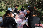 村民在为刚采摘下来的苹果打包。　宿雅男 摄 - 中国新闻社河北分社