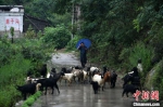 图为磨子沟村发展养殖业，一村民正在放羊(资料图)。　翟羽佳 摄 - 中国新闻社河北分社