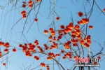 红彤彤的柿子冬天增加了一抹暖意。 焦俊国 摄 - 中国新闻社河北分社