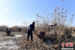 图为雄安新区安新县冬季冰上芦苇收割现场。　韩冰 摄 - 中国新闻社河北分社
