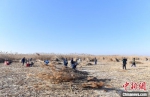 图为雄安新区安新县冬季冰上芦苇收割现场。　韩冰 摄 - 中国新闻社河北分社