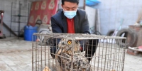 雄安新区首次发现国家二级保护动物雕鸮 - 中国新闻社河北分社