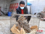 雄安新区首次发现国家二级保护动物雕鸮 - 中国新闻社河北分社