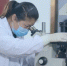 科研人员对细胞状态进行镜检。　河北博海生物工程开发有限公司供图 - 中国新闻社河北分社