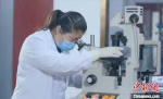 科研人员对细胞状态进行镜检。　河北博海生物工程开发有限公司供图 - 中国新闻社河北分社