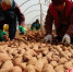 村民在进行排薯作业。 徐海涛 摄 - 中国新闻社河北分社