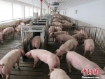 资料图：活猪养殖场。 中新社记者 林浩 摄 - 中国新闻社河北分社