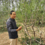 尚春林介绍椅子树的种植。　王鹏 摄 - 中国新闻社河北分社