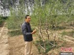 尚春林介绍椅子树的种植。　王鹏 摄 - 中国新闻社河北分社