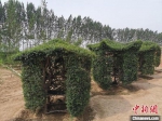 特殊造型，生长中的“椅子树”。　王鹏 摄 - 中国新闻社河北分社