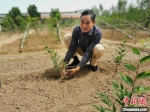 尚春林自己培育的树苗。　王鹏 摄 - 中国新闻社河北分社