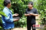刘同杰在向游客介绍自己果园的桑椹。 姚友谅 摄 - 中国新闻社河北分社