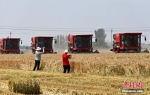 河北：小麦开镰收割 - 中国新闻社河北分社