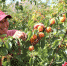 果农正在采摘红杏。 张明月 摄 - 中国新闻社河北分社