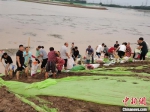 图为冀南新区中南村村民在抗洪一线抢险。　周景泽 摄 - 中国新闻社河北分社
