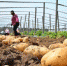 昌黎县种植户正在收获马铃薯。　田征 摄 - 中国新闻社河北分社
