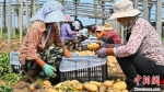 种植户对收获的马铃薯进行分类装箱。　田征 摄 - 中国新闻社河北分社