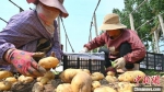 种植户对刚出土的马铃薯分类装箱 田征 摄 - 中国新闻社河北分社