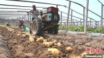昌黎县马铃薯种植户借助小型机械收获马铃薯。　田征 摄 - 中国新闻社河北分社