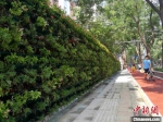 石家庄市裕华区打造的绿植景观墙。　俱凝搏 摄 - 中国新闻社河北分社