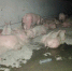 资料图：被转移出来的猪。 中新网 郎朗 摄 - 中国新闻社河北分社