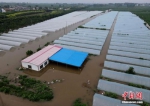 资料图：7月22日，安阳市西于曹村附近被淹的大棚。 中新社记者 邹浩 摄 - 中国新闻社河北分社