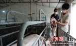 任泽区进山家庭农场工人在查看仔猪健康状况。 宋杰 摄 - 中国新闻社河北分社