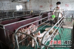 任泽区进山家庭农场工人在喂食仔猪。 宋杰 摄 - 中国新闻社河北分社