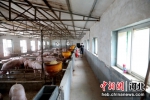 任泽区进山家庭农场工人在对猪圈进行消杀。 宋杰 摄 - 中国新闻社河北分社