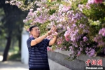 街道上种植的四季鲜花，引得路人拍照留念。　宋继昌 摄 - 中国新闻社河北分社