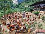 资料图：养殖员在给鸡喂食。　黄艳梅 摄 - 中国新闻社河北分社