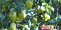 红香酥梨挂满枝头。 杨浩 摄 - 中国新闻社河北分社