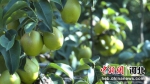 红香酥梨挂满枝头。 杨浩 摄 - 中国新闻社河北分社