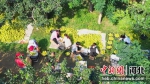 村民们正忙着筛选红香酥梨并装箱。 杨浩 摄 - 中国新闻社河北分社