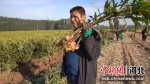图为王福杰展示村里种植的生姜。 卫杰 摄 - 中国新闻社河北分社