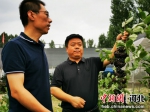 图为技术人员入户指导不老莓种植。 卫杰 摄 - 中国新闻社河北分社