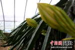 河北肃宁一种植园火龙果花含苞欲放。 刘巨雷 摄 - 中国新闻社河北分社
