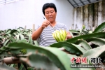 河北肃宁一种植园工作人员正在为火龙果进行人工授粉。 刘巨雷 摄 - 中国新闻社河北分社