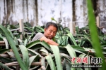 河北肃宁一种植园工作人员正在为火龙果剪枝。 刘巨雷 摄 - 中国新闻社河北分社