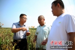 裴铁权(左)在中药材种植园查看射干的生长情况。 刘巨雷 摄 - 中国新闻社河北分社