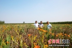 图为裴铁权和种植户在射干种植田研究种植管理技术。 刘巨雷 摄 - 中国新闻社河北分社