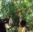 游客正在采摘黄桃。 王斌 摄 - 中国新闻社河北分社