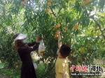 游客正在采摘黄桃。 王斌 摄 - 中国新闻社河北分社