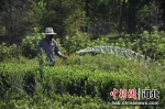 市政园林工作正在为绿地浇水。 齐红雨 摄 - 中国新闻社河北分社